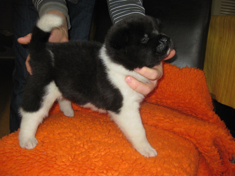 Puppies